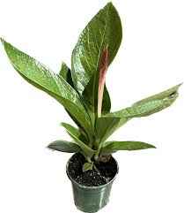 Anthurium Cobra Upright Houseplant With Glossy Green Heart Leaves