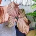 Syngonium Regina Red Indoor Plant Pink to Red Leaves Easy Care