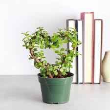 Jade Plant