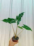 Alocasia Golden Dragon Large Arrow Shaped Leaves With Golden Veins Houseplant