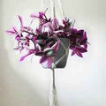 Tradescantia