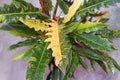 Philodendron Ring of Fire