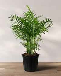 Parlor Palm