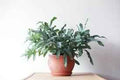 Blue star fern