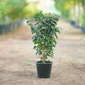 14” Ficus Benjamina Standard