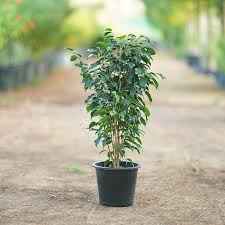 14” Ficus Benjamina Standard
