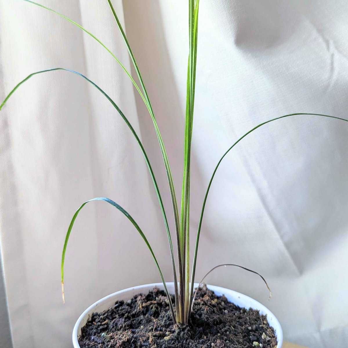 Dracaena Indivisa 'Spike' Seeds