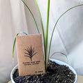 Dracaena Indivisa 'Spike' Seeds