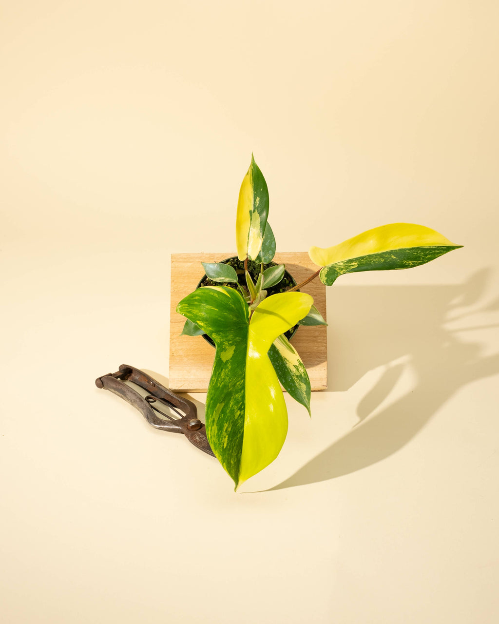 4" Philodendron Florida Beauty 'Sunrise' by Terra Cotta Botanical Boutique