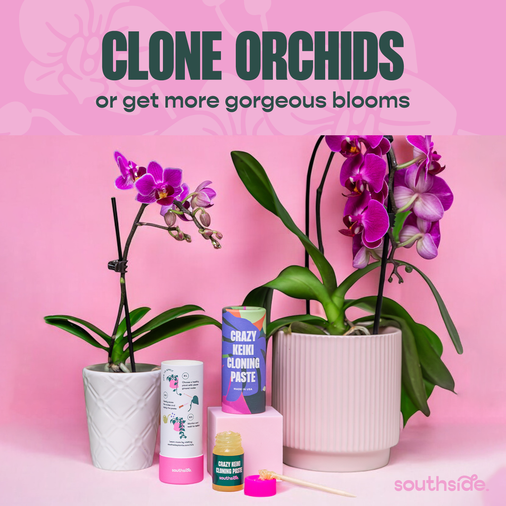 Crazy Keiki Cloning Paste by Terra Cotta Botanical Boutique