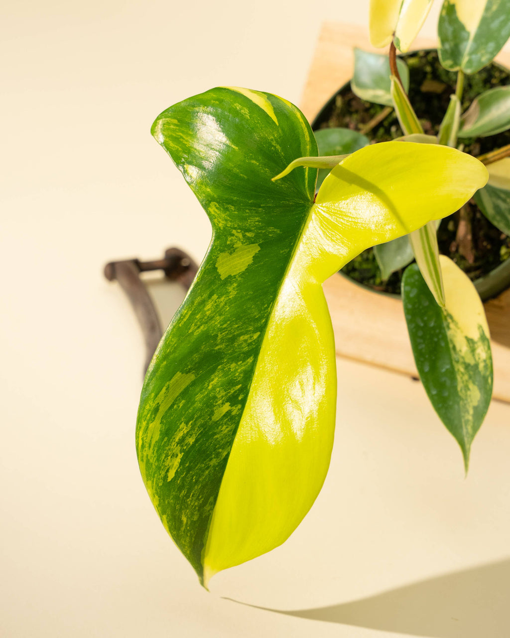 4" Philodendron Florida Beauty 'Sunrise' by Terra Cotta Botanical Boutique