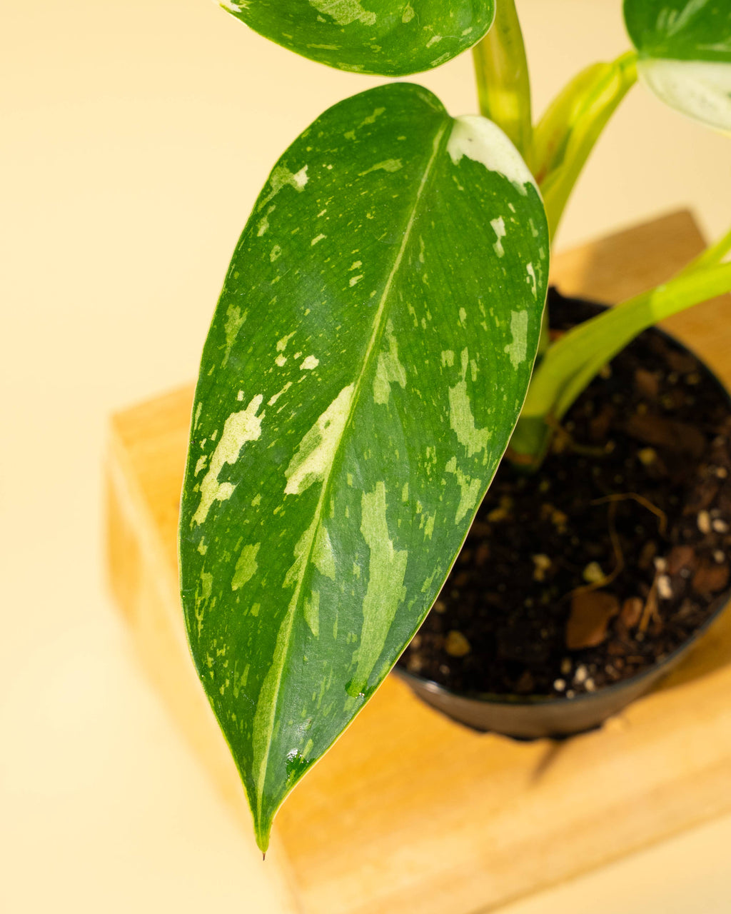 4" Philodendron 'Jose Buono Fiesta' by Terra Cotta Botanical Boutique