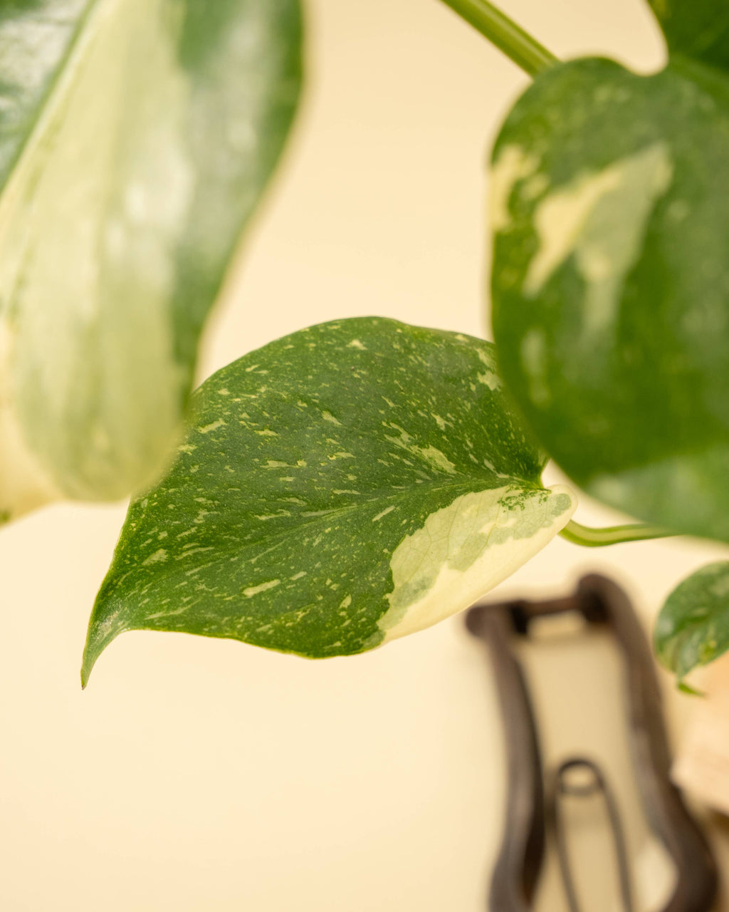 4" Monstera 'Thai Constellation' by Terra Cotta Botanical Boutique