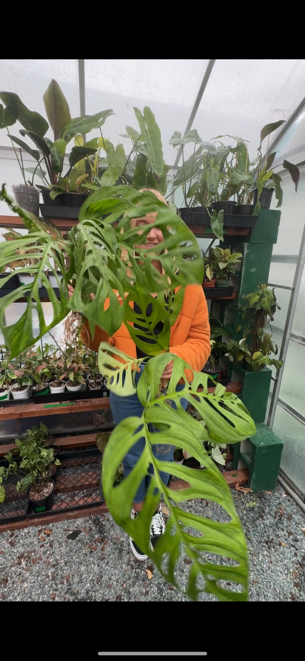 Monstera Esqueleto by Terra Cotta Botanical Boutique