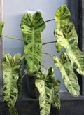 Philodendron Paraiso Verde by Terra Cotta Botanical Boutique