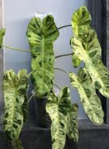 Philodendron Paraiso Verde by Terra Cotta Botanical Boutique
