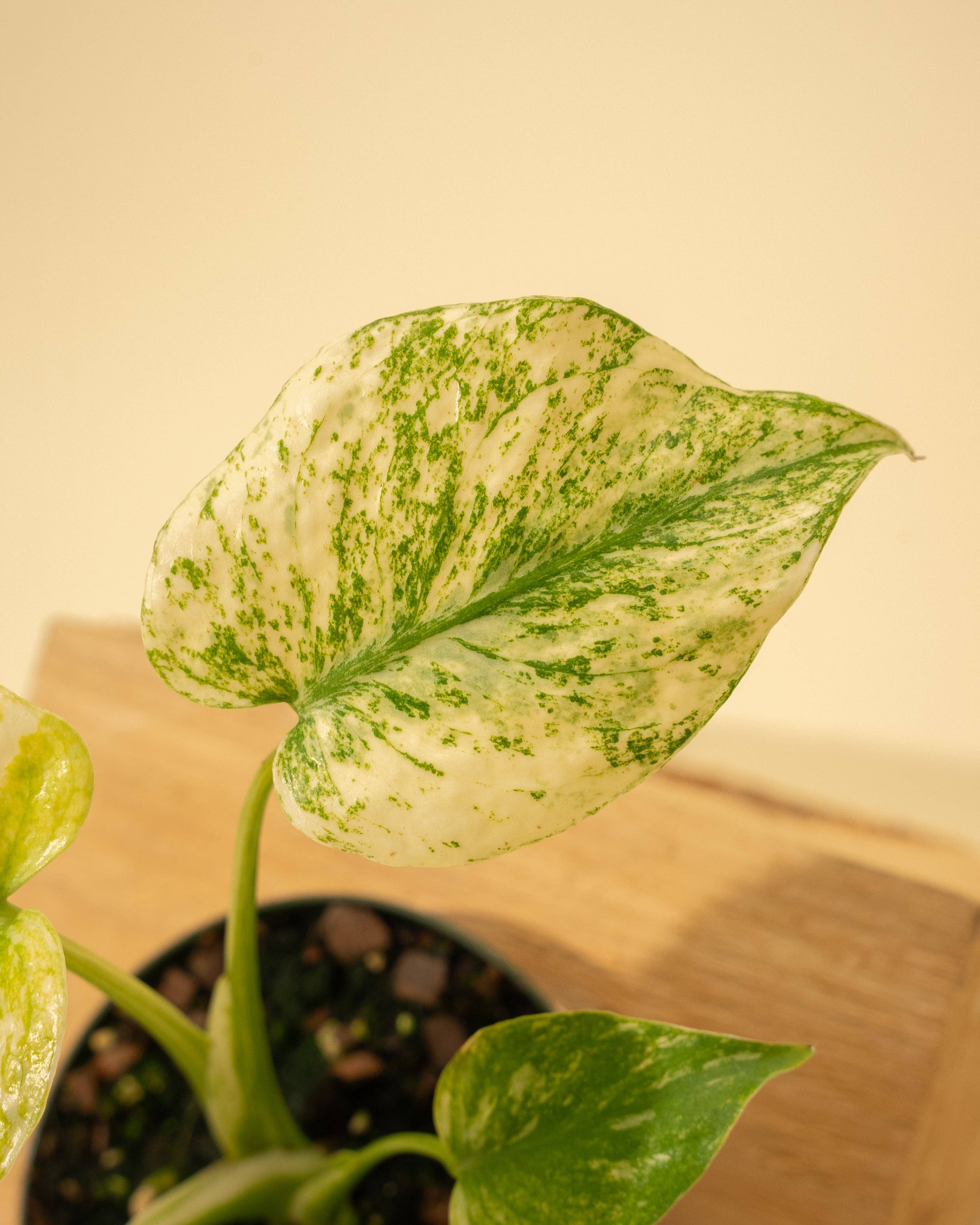 3.5" Monstera 'Mint' by Terra Cotta Botanical Boutique