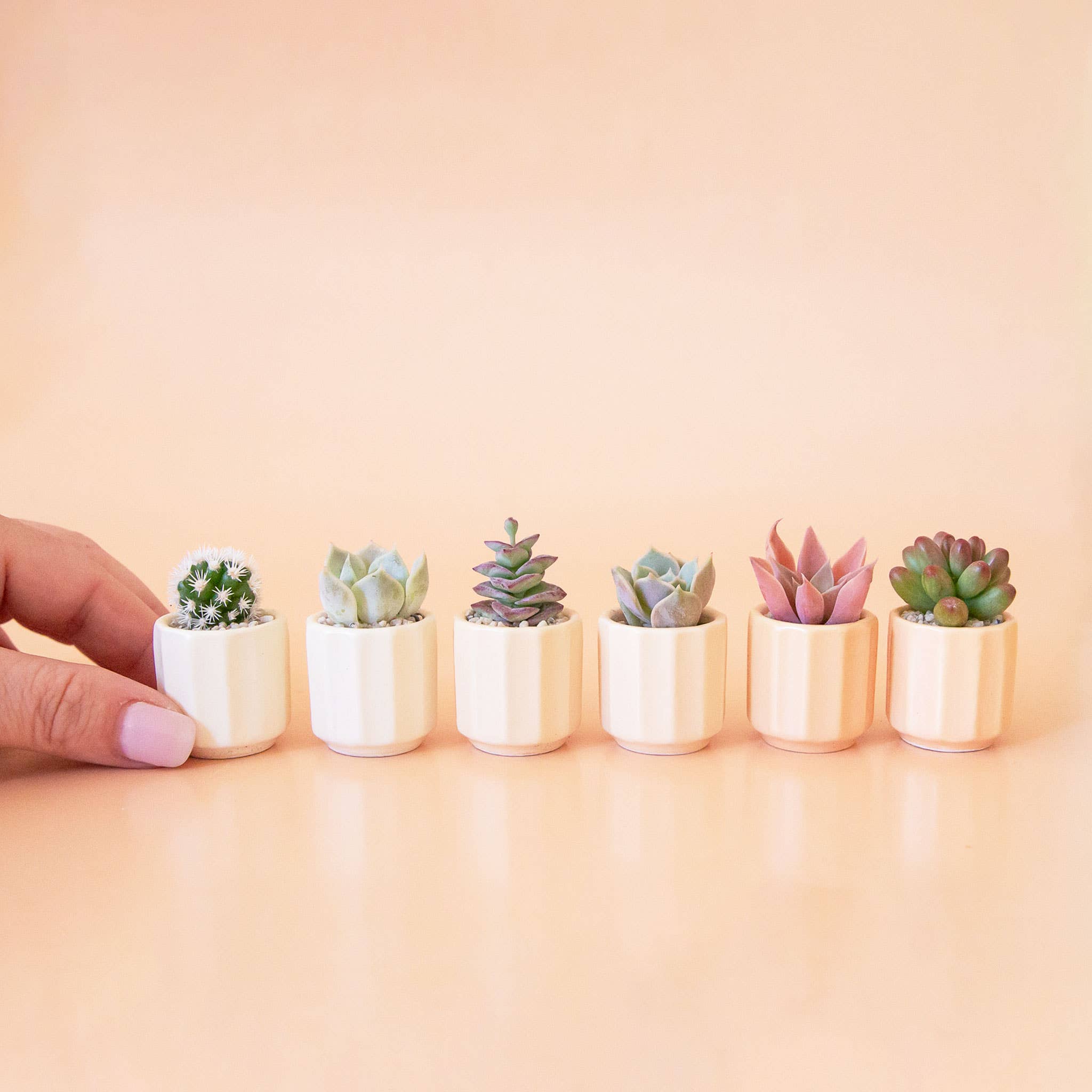Mini Monroe Planter by Terra Cotta Botanical Boutique