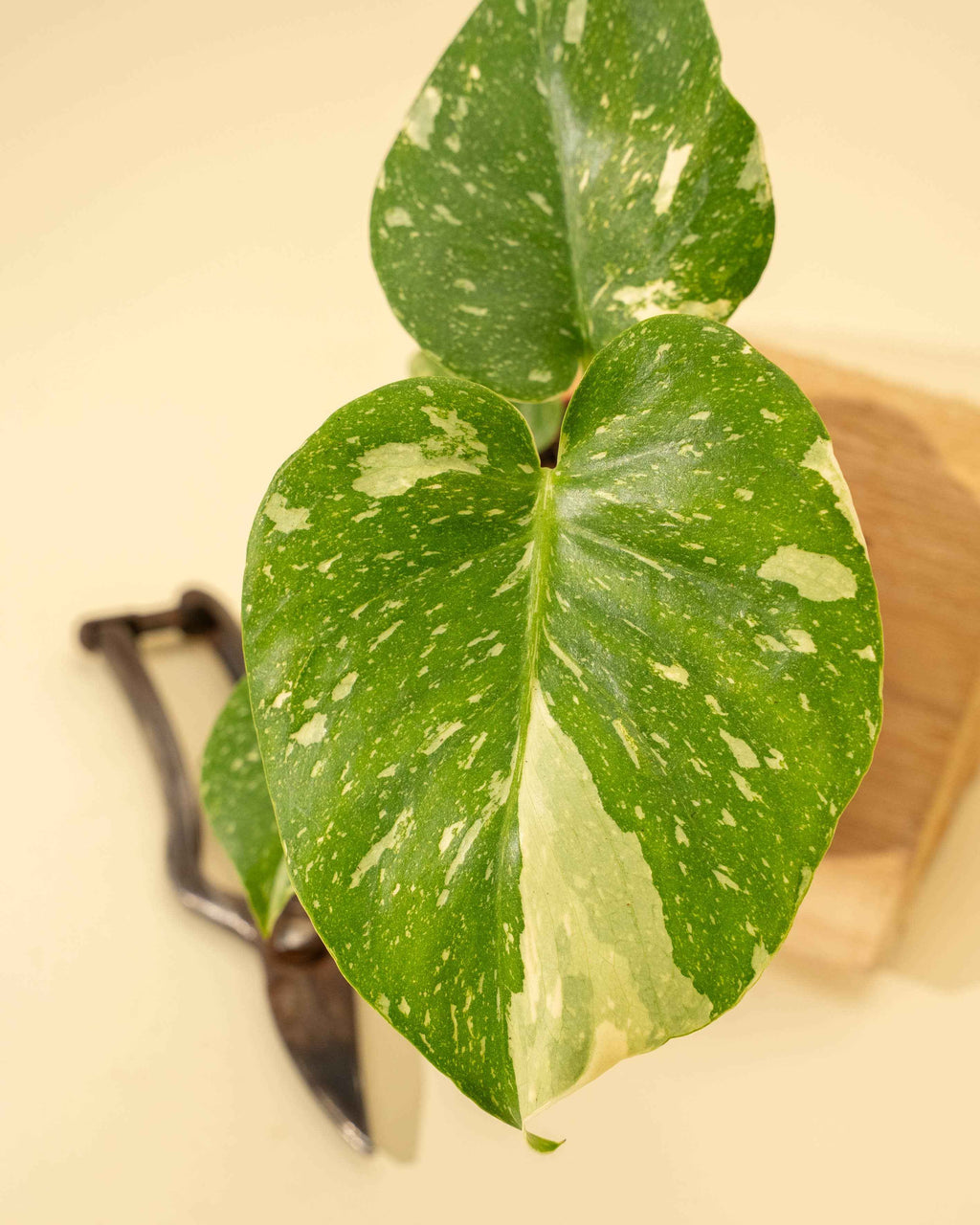 4" Monstera 'Thai Constellation'