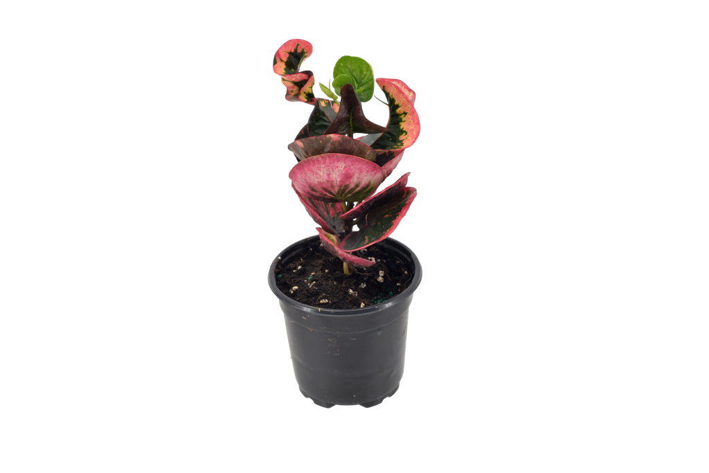 Croton Rose 4 Inch Plant In Grower Pot With Bright Multicolored Foliage