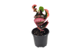 Croton Rose 4 Inch Plant In Grower Pot With Bright Multicolored Foliage