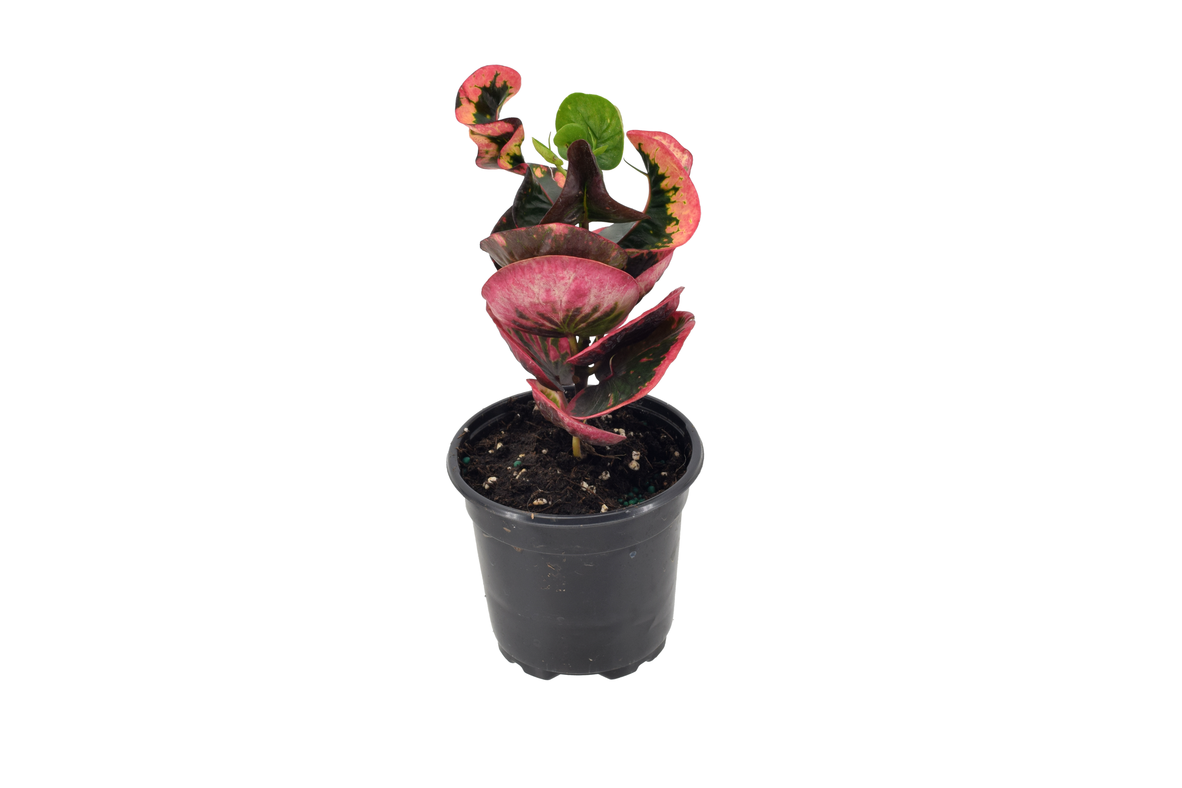 Croton Rose 4 Inch Plant In Grower Pot With Bright Multicolored Foliage