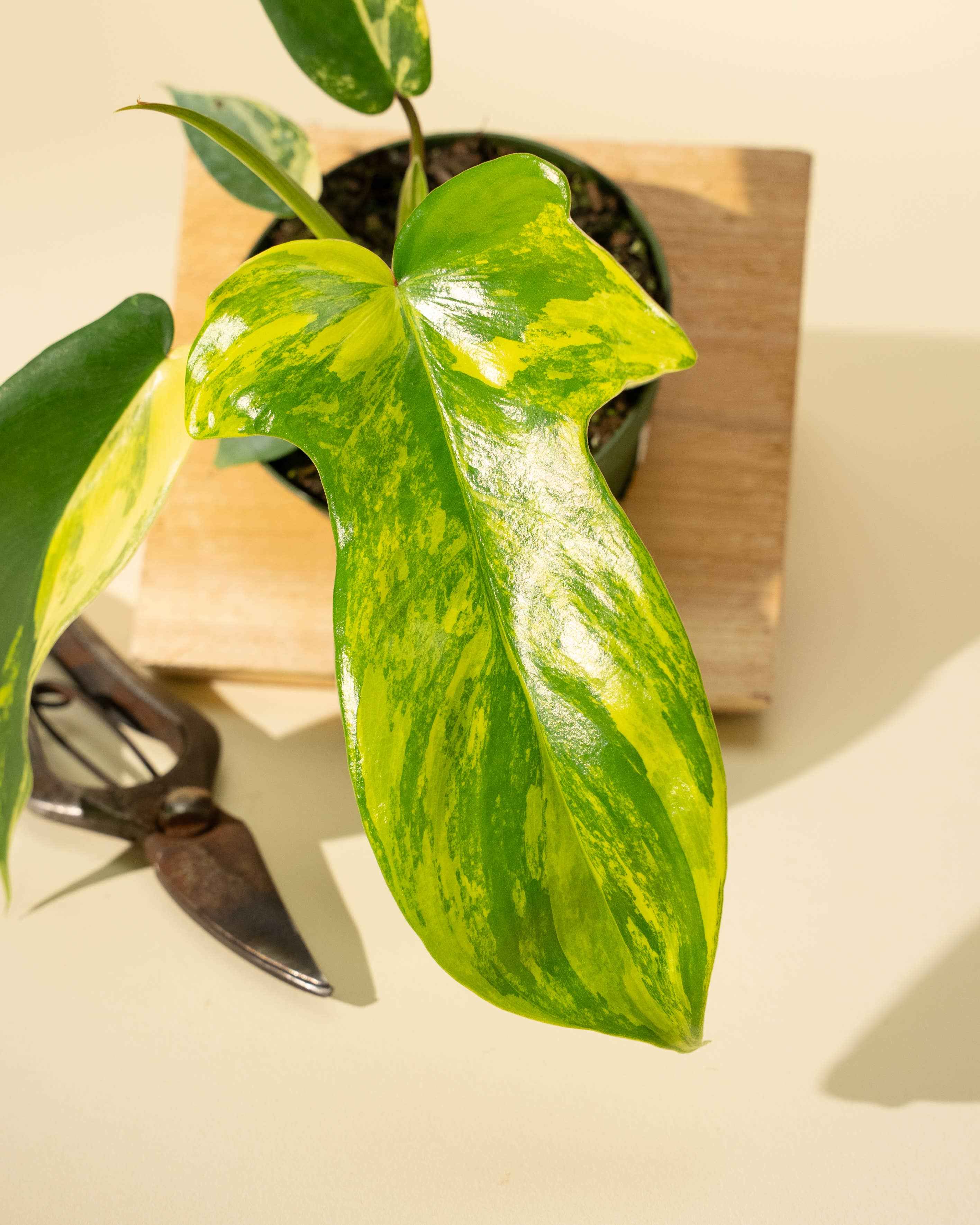 4" Philodendron Florida Beauty 'Sunrise'