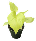 Philodendron Warscewiczii 4 inch Grower Pot