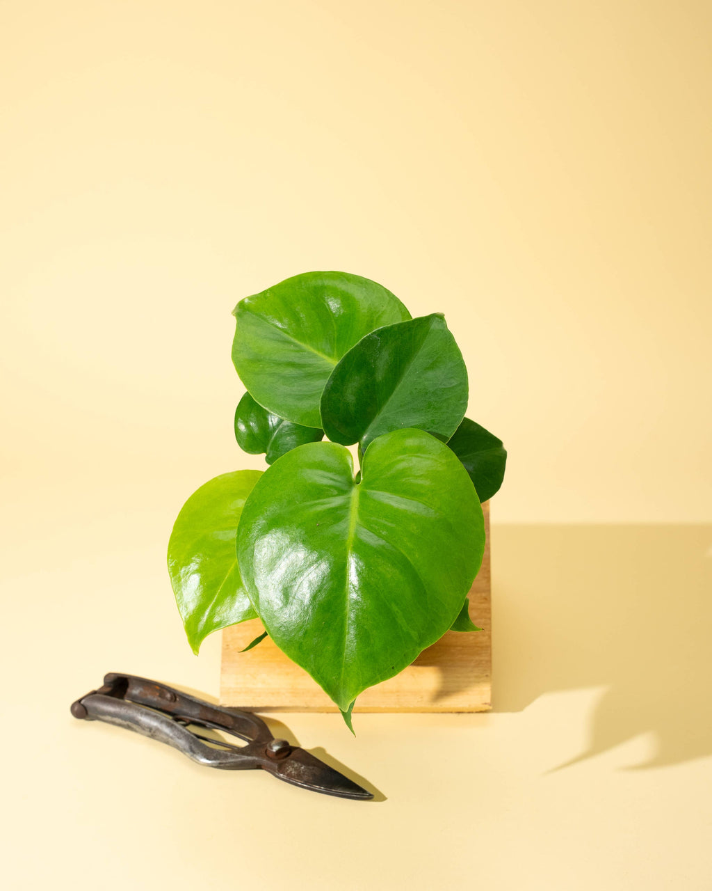 4" Monstera 'Deliciosa' by Terra Cotta Botanical Boutique