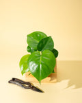 4" Monstera 'Deliciosa' by Terra Cotta Botanical Boutique