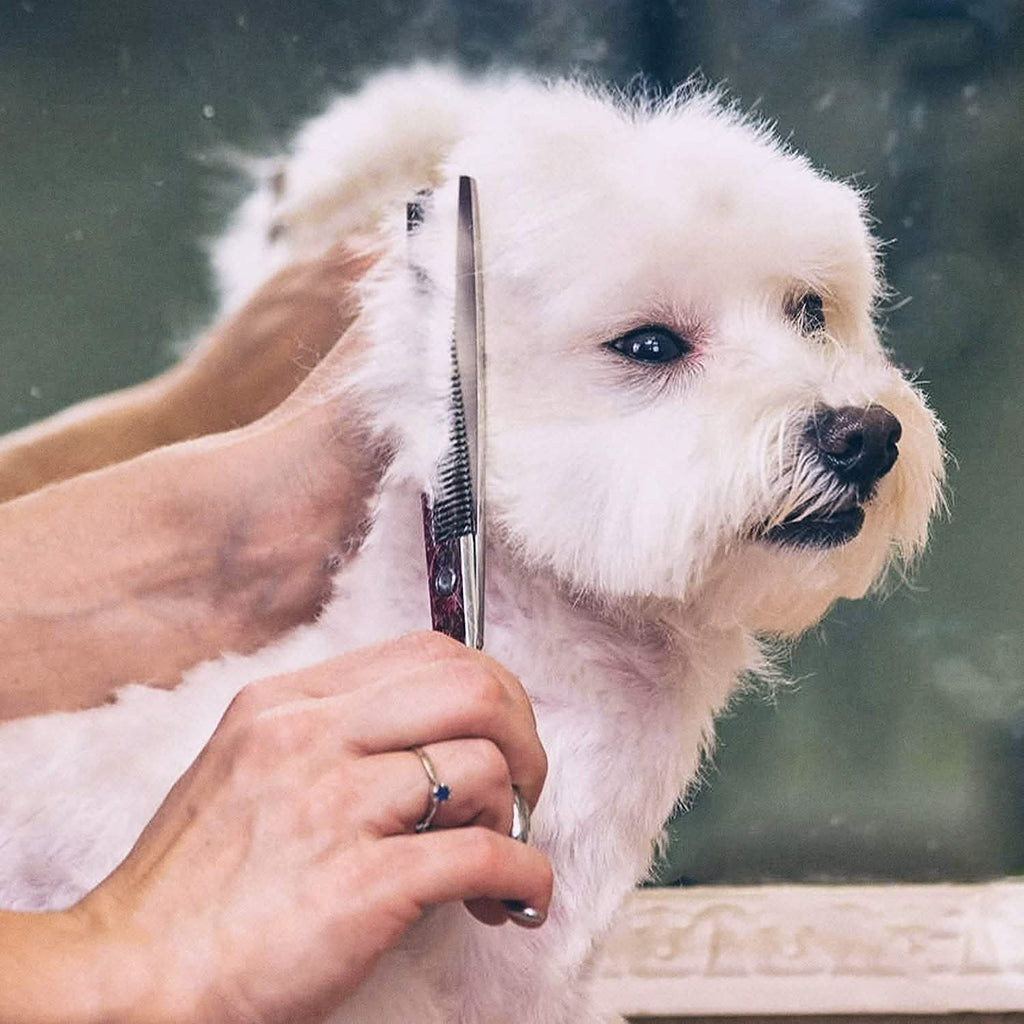 Gimars 6-in-1 Professional Stainless Steel Safety Pet Grooming Scissors by DailySale
