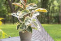 Rubber Tree Tineke