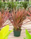 Dracaena marginata colorama