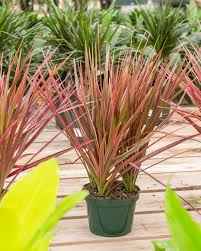 Dracaena marginata colorama