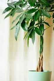 Money Tree