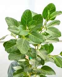 Ficus Audrey