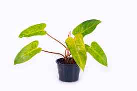 Philodendron Painted Lady
