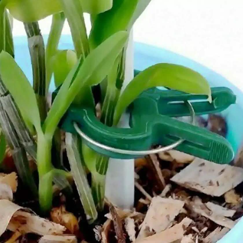Plant Support Clips for Garden Vine to Grow Upright by DailySale