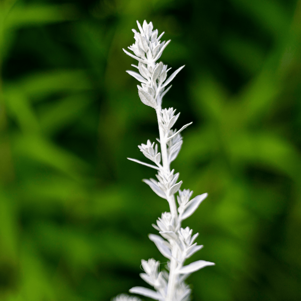 Prairie Sage – 100 Seeds