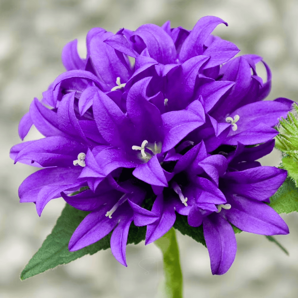 Superba Bellflower – 50 Seeds