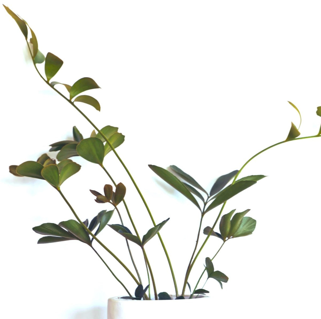 Zamia Furfuracea 'Cardboard Palm' Seeds